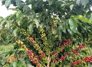 🌳 አረንጓዴው ሀብታችን – ከተራቆተ መሬት እስከ ቢሊዮን ዶላር ገቢ! 🇪🇹 ☕🥑