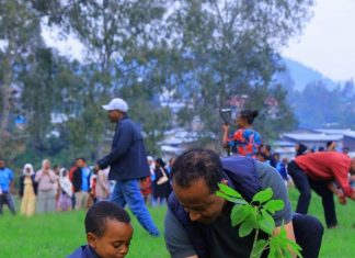 የተተከሉ ችግኞች ለወጣቶች የሥራ ዕድል እየፈጠሩ ነው።