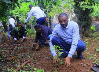 የአማራ ሚዲያ ኮርፖሬሽን ሠራተኞች እና የሥራ ኀላፊዎች “በአንድ ጀምበር” የችግኝ ተከላ የተከሏቸውን ችግኞች ለፍሬ እንደሚያበቁ ገለጹ።
