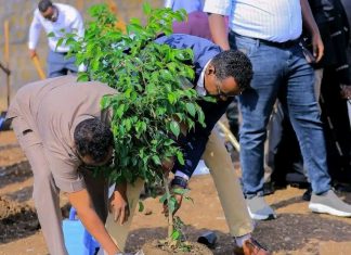 “በክልሉ አረንጓዴ ዐሻራ የመሬት መራቆትን በመከላከል ዘርፈ ብዙ ጠቀሜታ እያስገኘ ነው” የሶማሌ ክልል ምክትል ርዕሰ መሥተዳድር ኢብራሂም ኡስማን