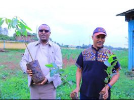 የአማራ ክልል ንግድና ገበያ ልማት ቢሮ መሪዎች እና ሠራተኞች የችግኝ ተከላ እና የደም ልገሳ የበጎ ፈቃድ ተግባራትን አከናወኑ።