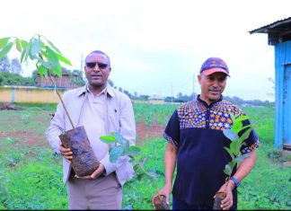የአማራ ክልል ንግድና ገበያ ልማት ቢሮ መሪዎች እና ሠራተኞች የችግኝ ተከላ እና የደም ልገሳ የበጎ ፈቃድ ተግባራትን አከናወኑ።