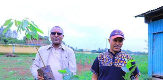 የአማራ ክልል ንግድና ገበያ ልማት ቢሮ መሪዎች እና ሠራተኞች የችግኝ ተከላ እና የደም ልገሳ የበጎ ፈቃድ ተግባራትን አከናወኑ።