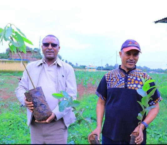 የአማራ ክልል ንግድና ገበያ ልማት ቢሮ መሪዎች እና ሠራተኞች የችግኝ ተከላ እና የደም ልገሳ የበጎ ፈቃድ ተግባራትን አከናወኑ።