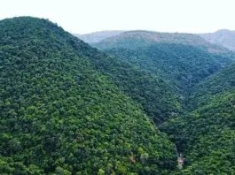አረንጓዴው ሀብታችን – ከተራቆተ መሬት እስከ ቢሊዮን ዶላር ገቢ!