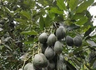 የኢትዮጵያ አረንጓዴ አሻራ እና የዘላቂ ኢኮኖሚ ህልውና