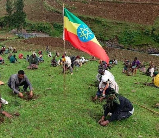 ቢሊዮን ሥሮች፣ አንድ እስትንፋስ – የኢትዮጵያ የአረንጓዴ አሻራ እና የምድር ፈውስ