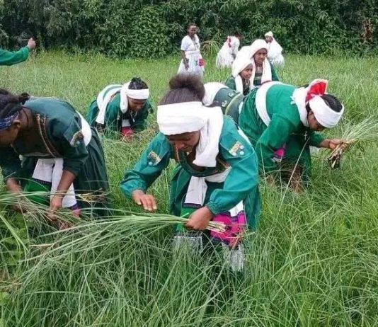 መተጫጫ እና የከንፈር ወዳጅ መገናኘው እንግጫ ነቀላ