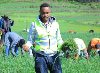 በፋርጣ ወረዳ የአቅመ ደካማ አርሶ አደሮችን ሰብል በበጎ ፈቃድ የማረም እና የመንከባከብ ሥራ እየተከናወነ ነው።
