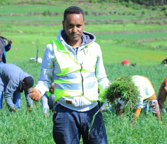 በፋርጣ ወረዳ የአቅመ ደካማ አርሶ አደሮችን ሰብል በበጎ ፈቃድ የማረም እና የመንከባከብ ሥራ እየተከናወነ ነው።