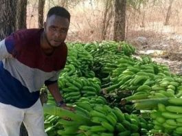 አፈር እና ውኃን ያስታረቀው የወጣት ጋሻው ተሞክሮ