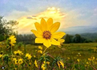 🌻 ከዓለም የምትለየው የ13 ወራት ባለቤቷ ኢትዮጵያ