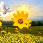አደይ - የዘመን ትንሣኤ እና የተፈጥሮ የቃል ኪዳን ማኅተም 1789242128175