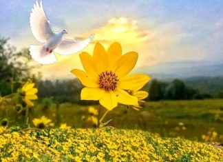 አደይ – የዘመን ትንሣኤ እና የተፈጥሮ የቃል ኪዳን ማኅተም