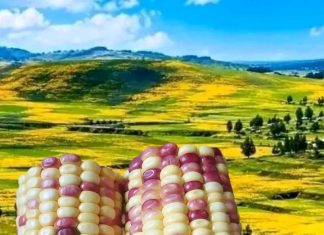 🌽🌾ወርቃማው መስከረም እና የጸደይ እሸት