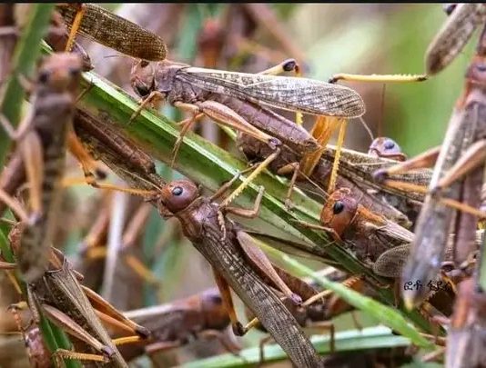 ሰብልን ከአንበጣ እና ግሪሳ ወፍ እንዴት መከላከል ይቻላል?