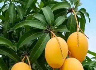 ደቅ ደሴት – ታሪኩ፣ ፈንዲሻው እና ማንጎው ሲቃኝ 🥭
