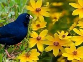 🌼 “የት እንደከረመች አትጠየቅም፤ ወዴት እንደምትሰወርም አይታወቅም”🕊️