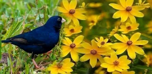 🌼 “የት እንደከረመች አትጠየቅም፤ ወዴት እንደምትሰወርም አይታወቅም”🕊️