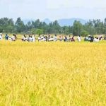 ከውኃ ሥር የሚበቅለው ነጭ ወርቅ 794034603_1056151437250227_5369350239705864950_n