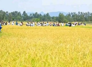 ከውኃ ሥር የሚበቅለው ነጭ ወርቅ