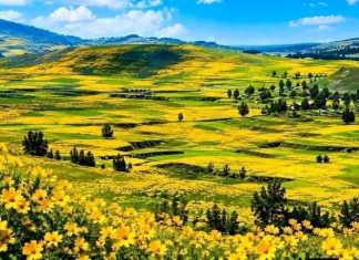 መስከረም ሲጠባ አደይ ሲፈነዳ፣ እንኳን ሰው ዘመዱን ይጠይቃል ባዳ። እንቁጣጣሽ እንኳን መጣሽ፤