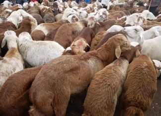 ምርት በገበያው በሚፈለገው መጠን ስለገባ ሕዝቡ ተረጋግቶ በተመጣጣኝ ዋጋ ግብይት ሊፈጽም ይገባል።