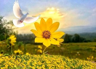 አዲስ ዓመትን በአደይ አበባ፤ አፈሙዝን በሰላም ካባ መቀበል።