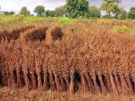ለሰብል ሥብሠባ ከአንድ ሚሊዮን በላይ የሰው ኃይል እንደሚፈልግ የምዕራብ ጎንደር ዞን አስታወቀ።