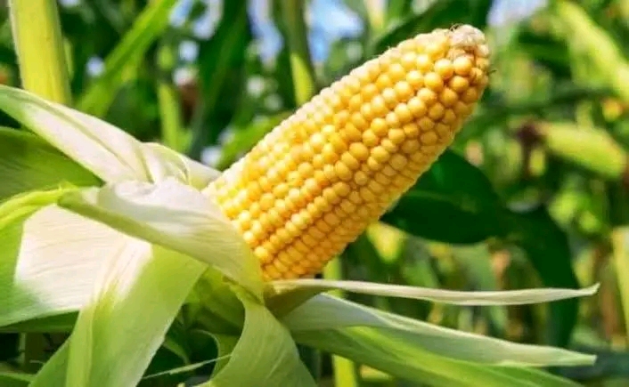 🌱 ምርጥ ዘር:- የግብርና ምርታማነት፣ የምግብ ዋስትና እና የኢንዱስትሪ ሽግግር መሠረት!