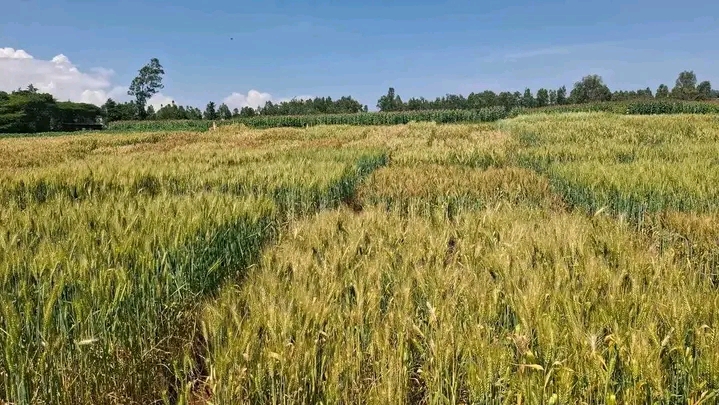 🌾 በአዴት ግብርና ምርምር ማዕከል የተመዘገቡ ስኬቶች እና የለውጥ ጉዞ!