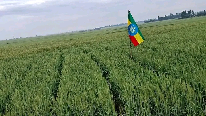 የመስኖ ልማት እና የአርሶ አደሮች ተስፋ በሲያደብር እና ዋዩ ወረዳ!