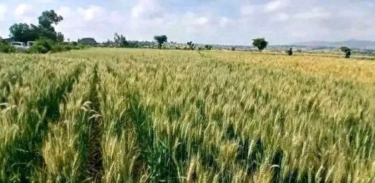“እንደ ዘንድሮ ሰብል በቅሎ አያውቅም” አርሶ አደር